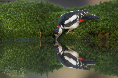 Grote bonte Specht/Great Spotted Woodpecker