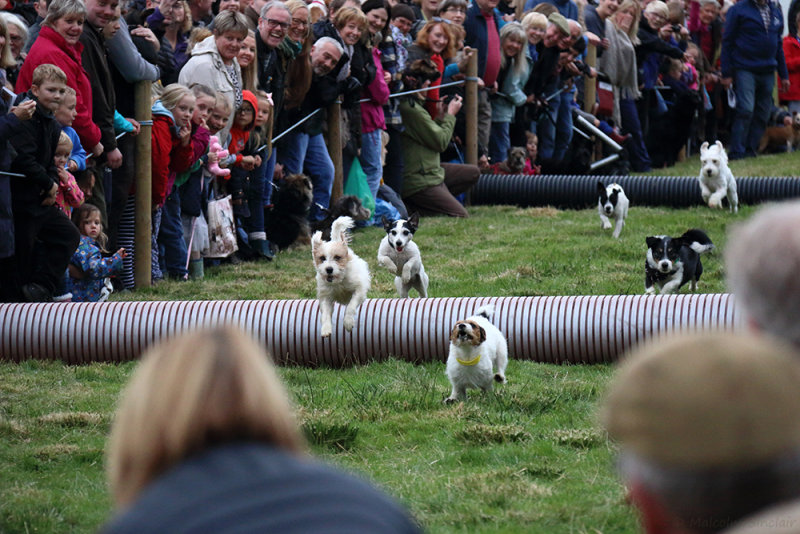 The Terrier Race