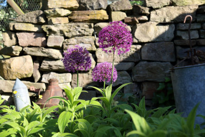 Allium