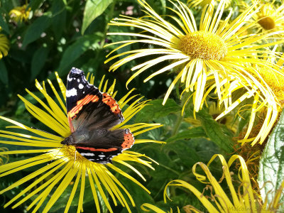 Red Admiral on Yellow Inula