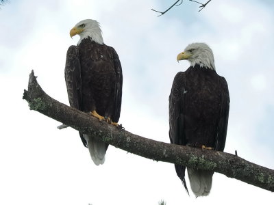 Two bold eagles