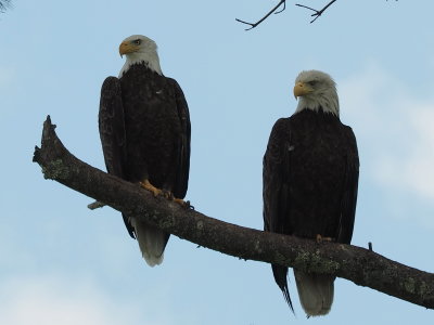 Two bold eagles again