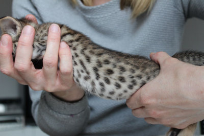 Spots all over