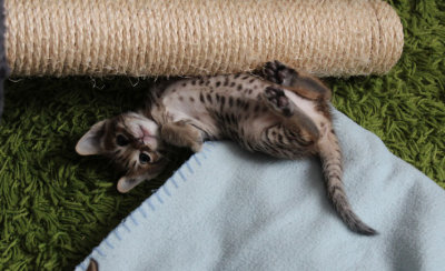 Spotted belly