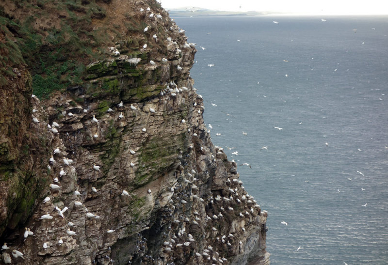 July 17 Troup Head gannet colony