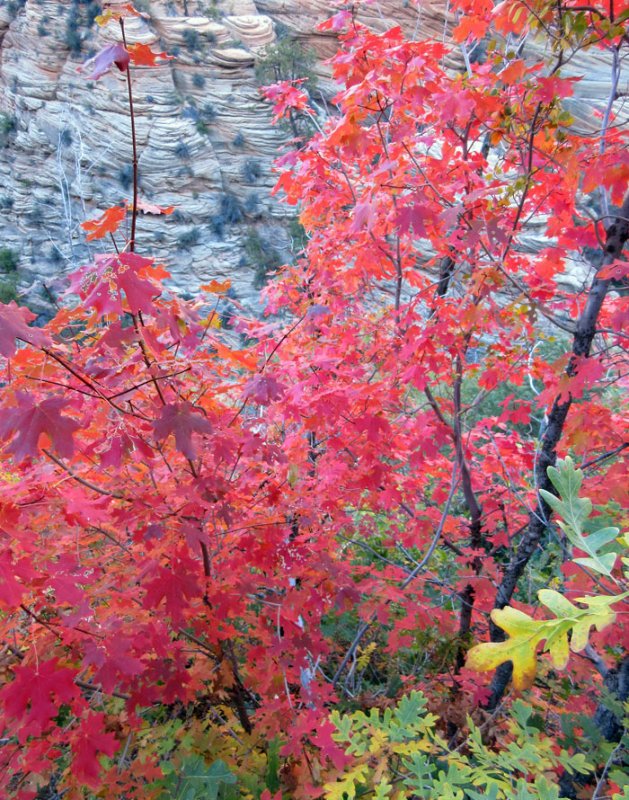 Water Canyon autumnal colours