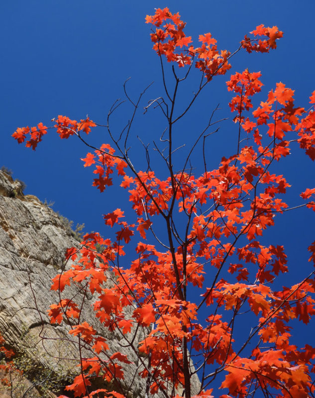 Zion- Its autumn!