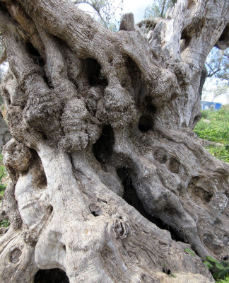 Day 3 Old olive tree