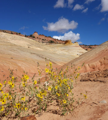 Lower Bighorn