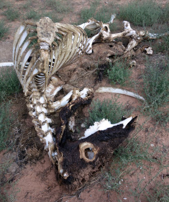 Cow skeleton in Buckskin