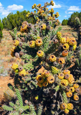 Cactus above Buckskin