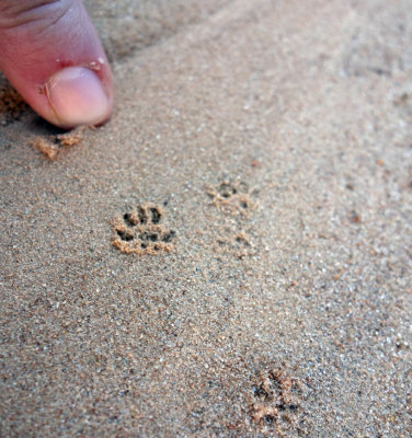 Mouse prints in the sand!