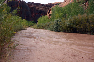Swollen Escalante river after the rains