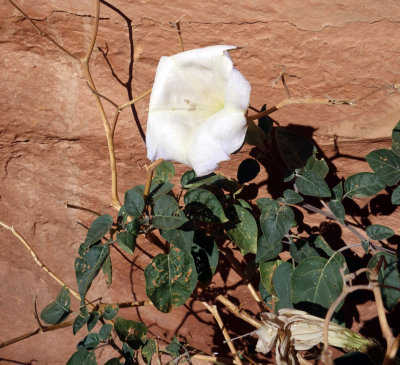 Datura