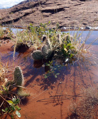 Unusual sight of cactus in water!