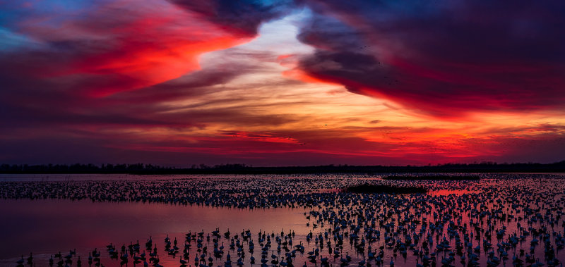 Loess Bluffs Snow Goose Migration