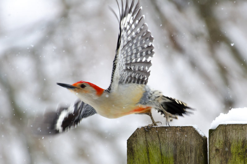 Easter Snow Birding