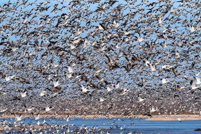 Loess Bluffs Snow Goose Migration