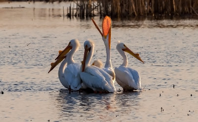 Loess Bluffs Pelican Migration 2017