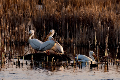 Loess Bluffs Pelican Migration 2017