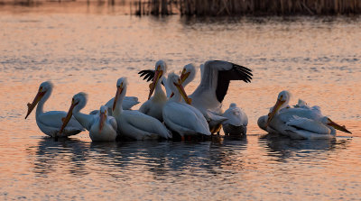 Loess Bluffs Pelican Migration 2017