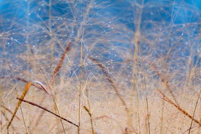 Winter Grasses with Dew