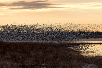 Spring Migration 2018