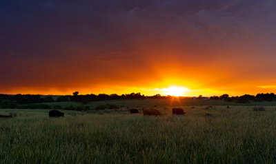 Stormy Sunset with Cattle