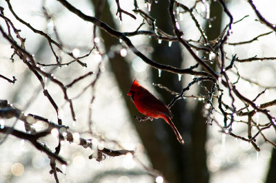 Cardinal in Ice Storm