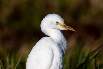 Egret Series