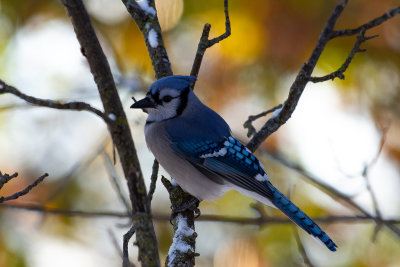 Blue Jay with Fall Colors