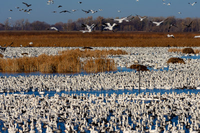 Fall Migration 2018