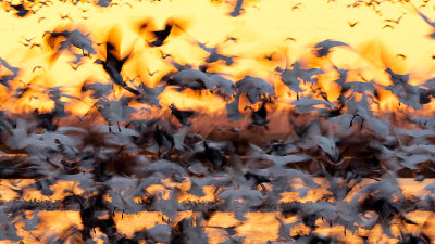 Snow Geese at Sunset - Over exposure 