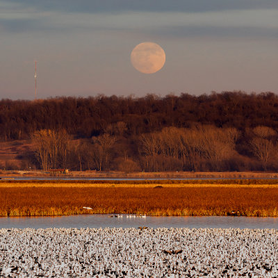 Long Night Moon with Geese