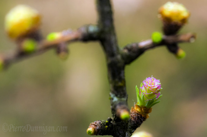a red bud for green needles