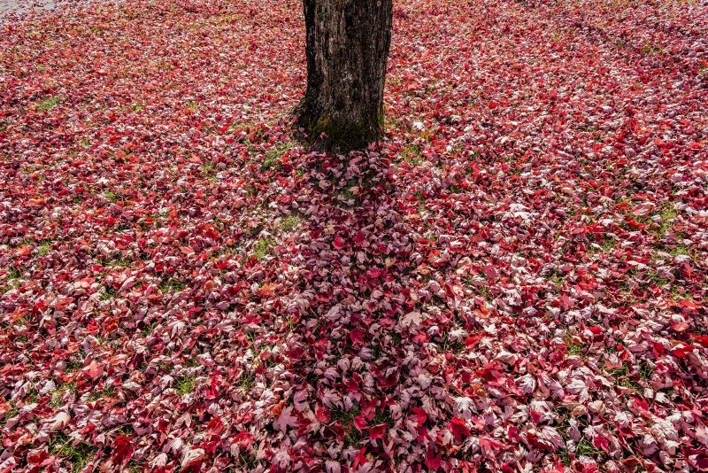 tapis rouge