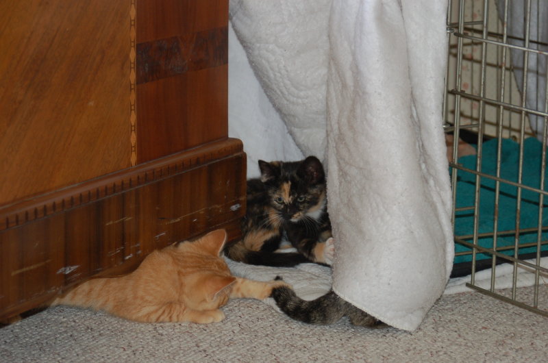 socializing kittens