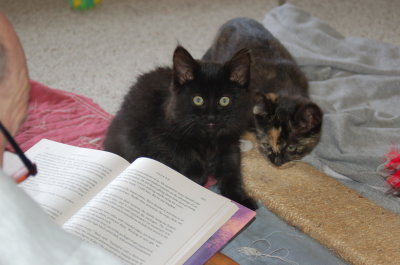 socializing kittens