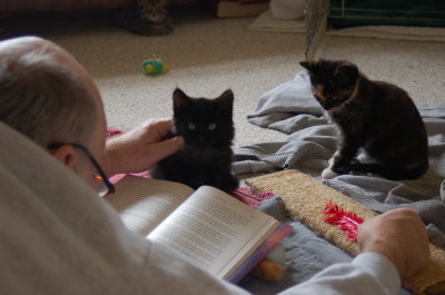 socializing kittens