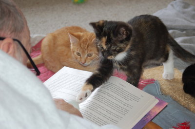 socializing kittens