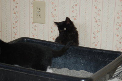 Smudge