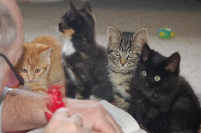socializing kittens