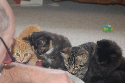 socializing kittens