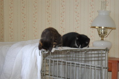 socializing kittens