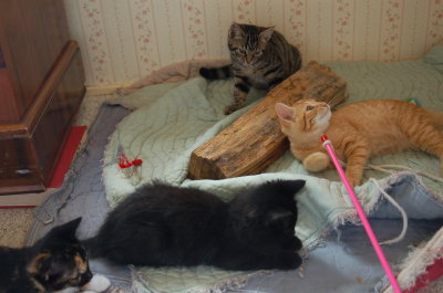 socializing kittens