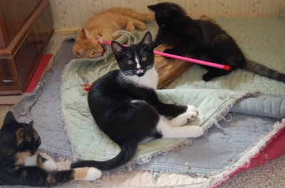 socializing kittens