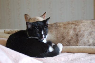 socializing kittens