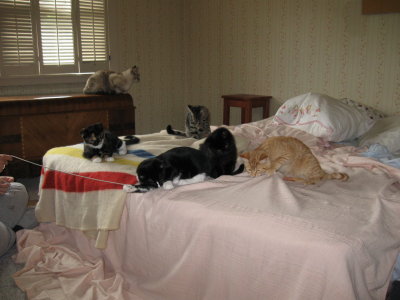 socializing kittens