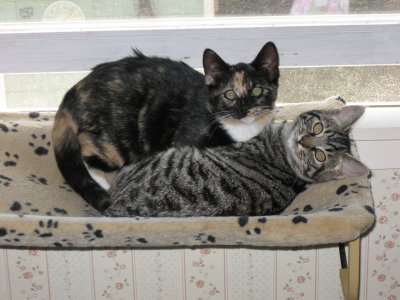 socializing kittens