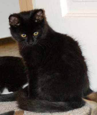 socializing kittens